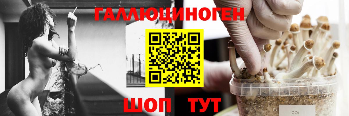 Галлюциногенные грибы Psilocybe Балтийск